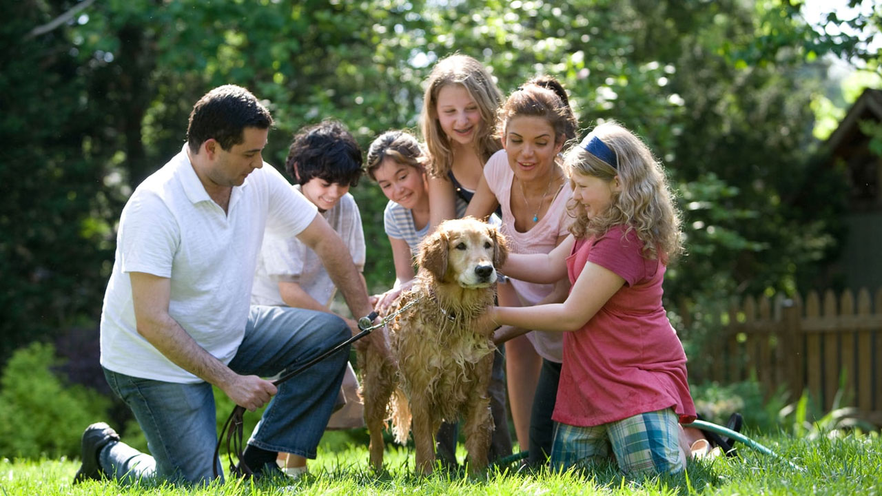 family dog davis dental